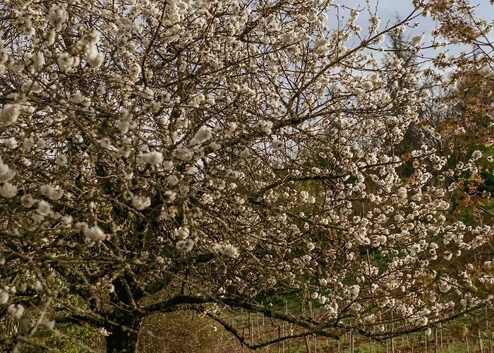 Apartment Le Des Jardins De Lumiere