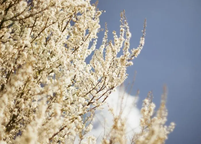 Appartement Le Des Jardins De Lumiere