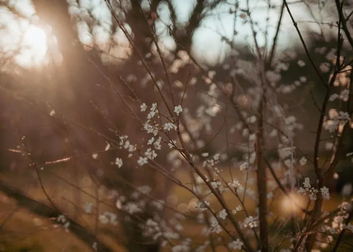Apartment Le Des Jardins De Lumiere Floressas